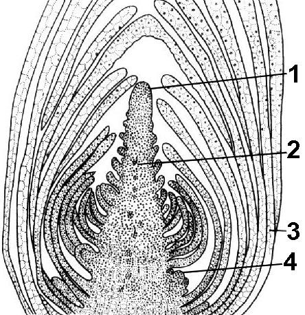 Верхушка побега и корня. Строение верхушечной почки элодеи. Верхушечная меристема конуса нарастания. Образовательные ткани конус нарастания побега. Апикальная меристема строение.