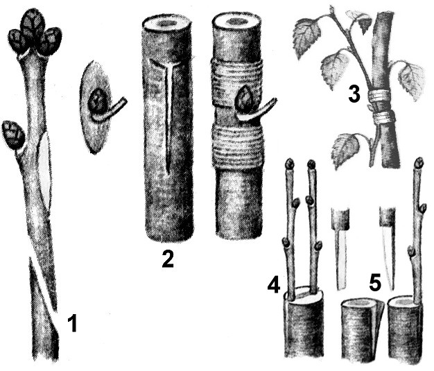 Прививка способ вегетативного размножения. Вегетативное размножение прививкой. Прививки способ вегетативного размножения. Прививка растений вегетативное размножение. Способ размножение окулировка.