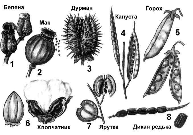 Укажите название плода этого растения. Плоды коробочковидные и ореховидные. Плоды растений и их названия. Строение и типы плодов. Типы плодов и семян.