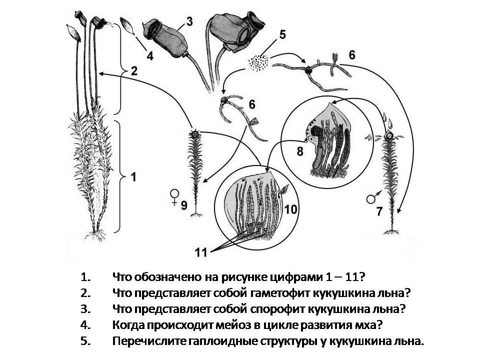 Цикл развития мхов схема