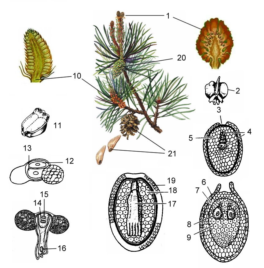Хвощовые однодольные двудольные хвойные. Строение семязачатка сосны обыкновенной. Строение гаметофита у голосеменных растений. Гаметофит сосны обыкновенной. Семязачаток голосеменных растений.