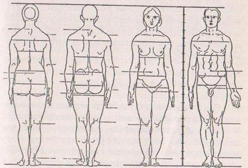 соотношение длины ног. пропорции ступни человека. соотношение длины ног. измерение параметров тела. длина туловища человека.