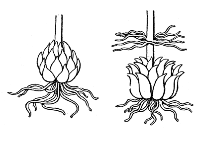 Корневая система лилии