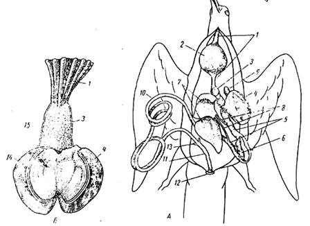 Мускульный отдел желудка образовался у птиц. Мочеполовая система голубя. Пищеварительная система сизого голубя. Строение вскрытого голубя. Внутренние органы перепела.