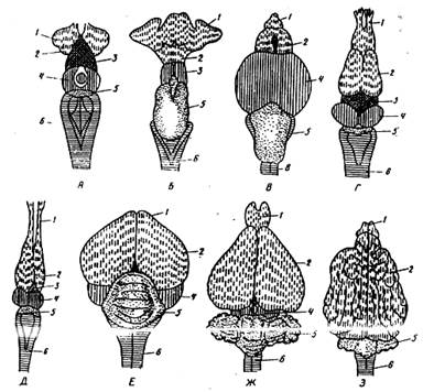 Эволюция головного мозга рыб. Головной мозг амфибий костистой рыбы. Эволюция головного мозга рыбы. Эволюция головного мозга простейших. Влажный препарат "развитие костистой рыбы".