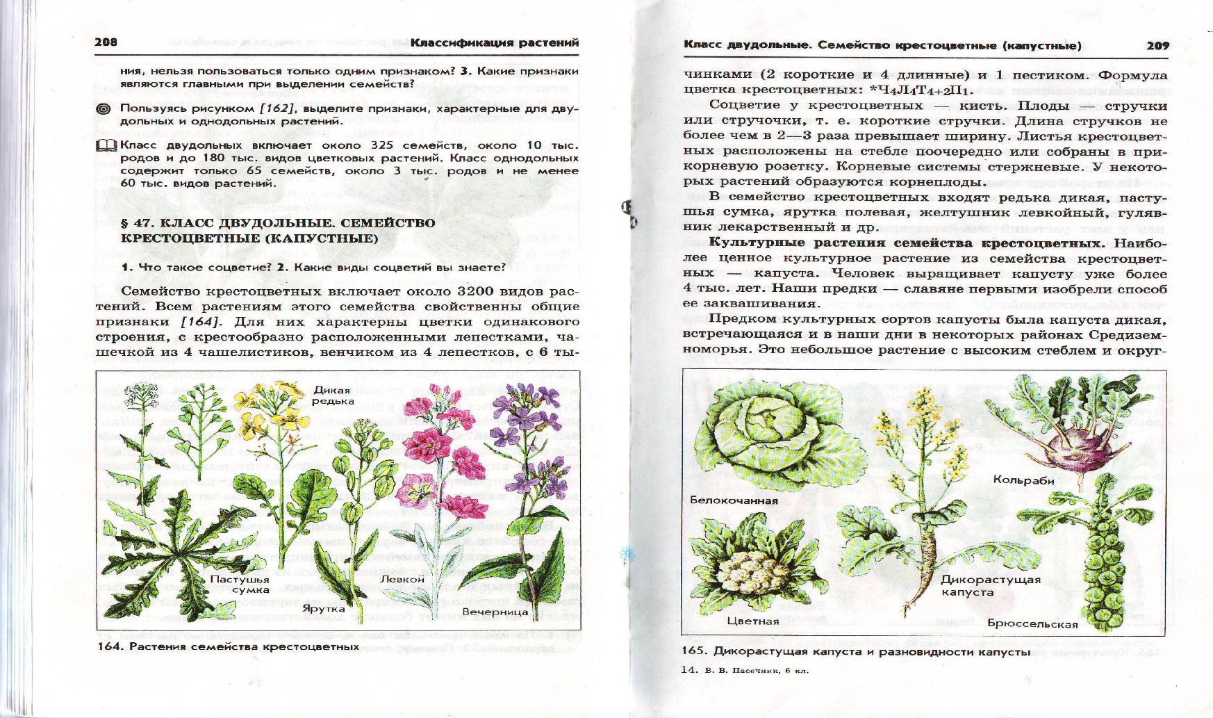 Семейство высших растений