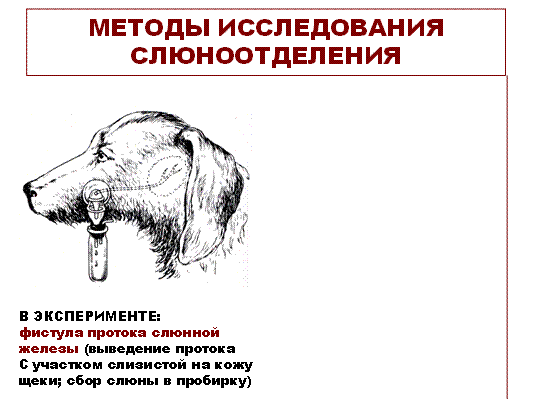 Павловский метод изучения слюноотделительных рефлексов. Методы исследования слюноотделения физиология. Исследования Павлова слюноотделения. Методы изучения слюноотделения у животных.