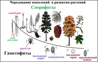 Спорофиты гаметофиты таблица