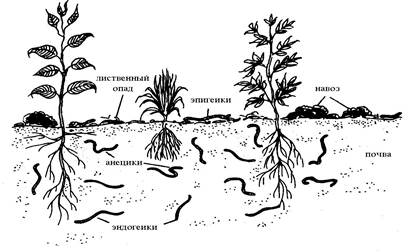 Пищевая цепь листовой опад дождевой червь
