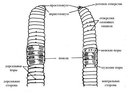 Передний и задний конец червя. Внешнее строение дождевого червя. Где у дождевого червя ротовое отверстие. Строение дождевого червя простомиум. Передний конец тела дождевого червя.