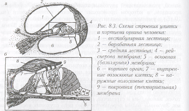 Рассмотрите на рисунке строение улитки и кортиева органа подпишите обозначения и функции структур
