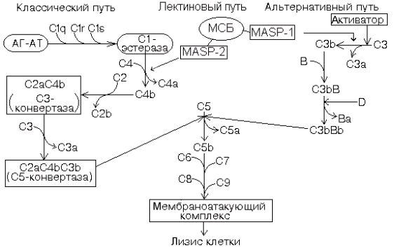 Классический путь активации комплемента схема