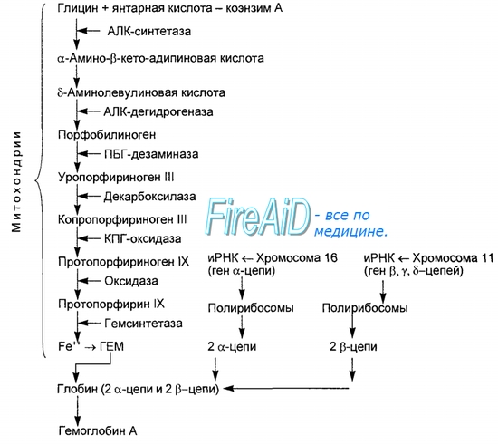 Схема синтеза гемоглобина
