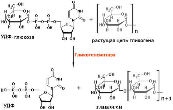 Распад гликогена в печени