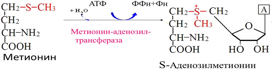 Метанин. Схема пути обмена метионина. Реакция образования активной формы метионина. Синтез активной формы метионина. Синтез Холина метионина.