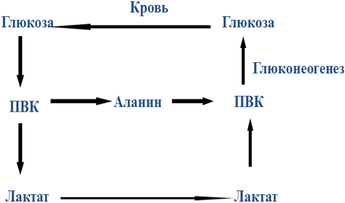 Схема глюкозо аланинового цикла