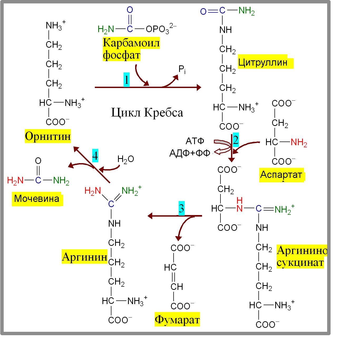 Орнитиновый цикл реакции. Синтез мочевины биохимия. Синтез мочевины биохимия реакции. Цикл мочевинообразования биохимия. Орнитиновый цикл мочевины.