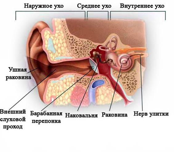 Ухо человека расположено в полости кости