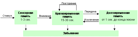 Процесс удержания в памяти. Модель памяти Аткинсона Шиффрина. Схема памяти Аткинсона и Шифрина. Структурная модель памяти р.Аткинсона. Структурная (блочная) модель организации памяти Аткинсона- Шифрина.