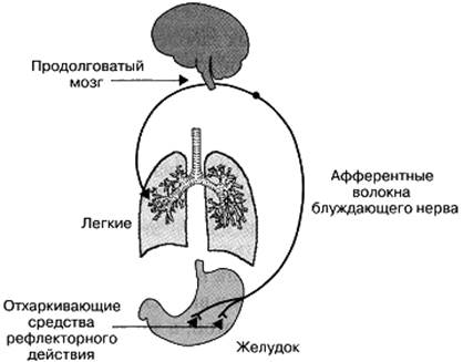 Рефлекторное отхаркивающее средство. Отхаркивающие препараты механизм действия рефлекторного. Механизм действия отхаркивающих средств рефлекторного действия. Механизм действия отхаркивающих резорбтивного действия. Схема действия отхаркивающих средств рефлекторного типа.