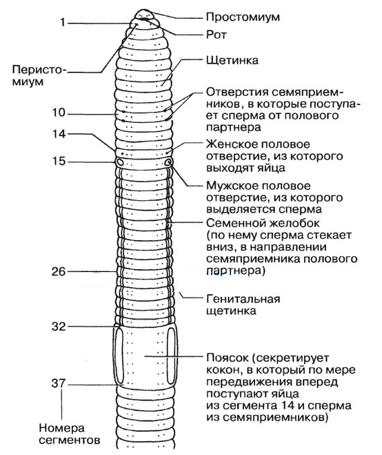Рисунок анатомия дождевого червя