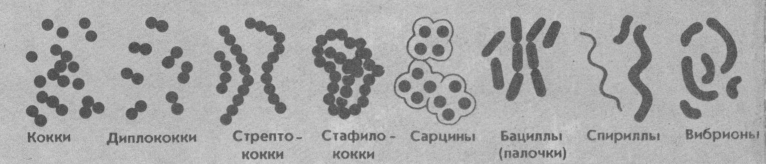 Туберкулез кокки