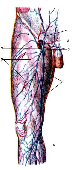Бедренная вена анатомия