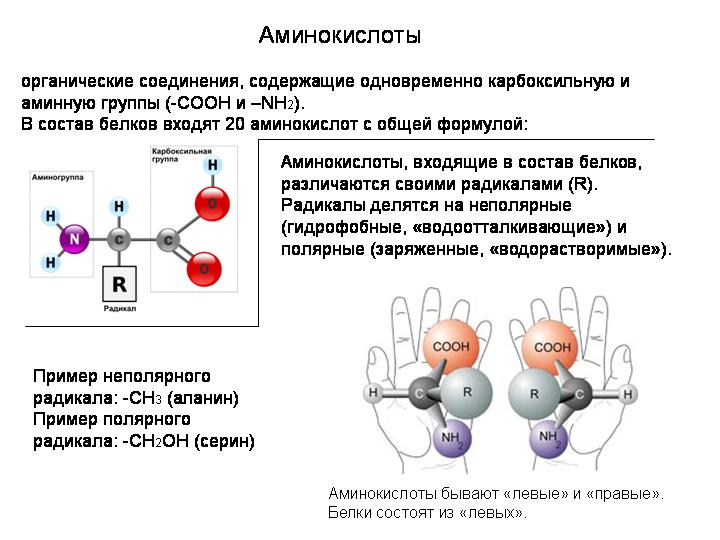 Молекулы белков отличаются