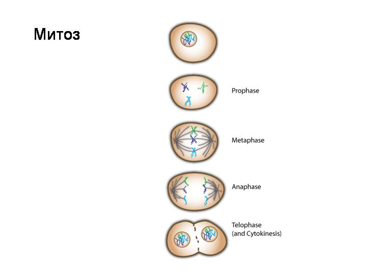 Митоз прямое деление клеток