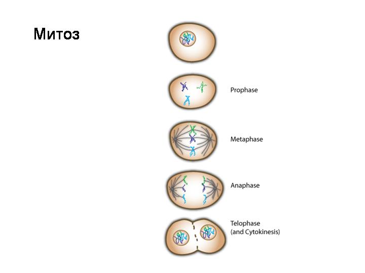 Клетка после митоза