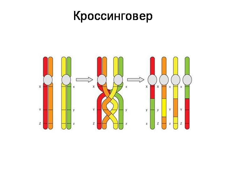 На основании явления сцепления и перекреста гомологичных хромосом генетики создают схемы