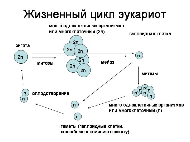 Суть зиготы