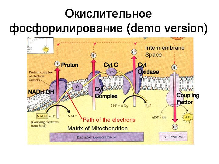 Окислительное фосфорилирование обобщенная схема
