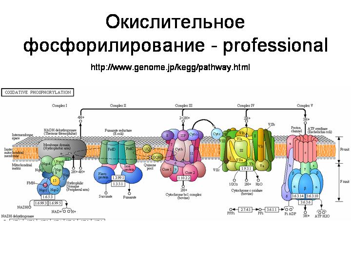 Окислительное фосфорилирование презентация