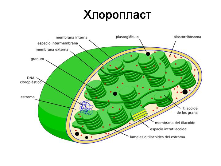 Хлоропласт на схеме