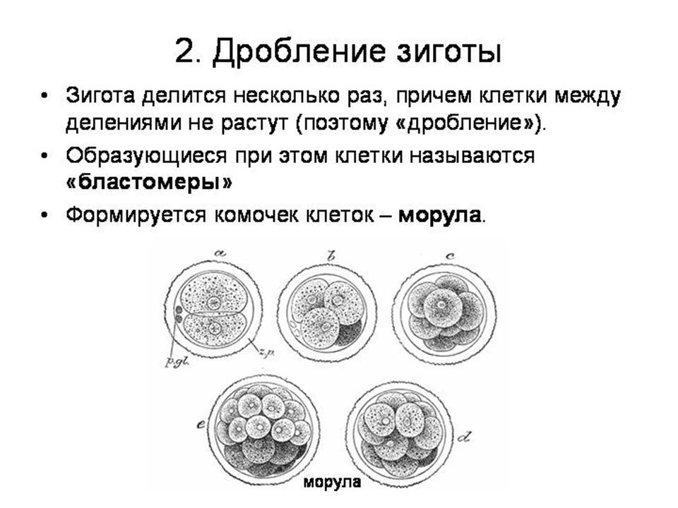 Зигота образуется в результате