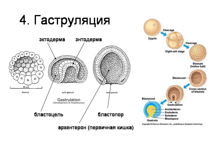 Эктодерма на рисунке