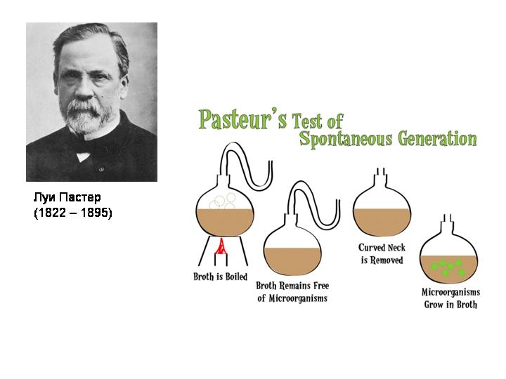 Лаборатория пастер сайт. Луи Пастер брожение. Французский микробиолог Луи Пастер.. Луи Пастер пастеризация вина. Луи Пастер процесс брожения.
