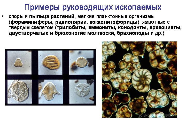 Типы ископаемых остатков их образование и примеры