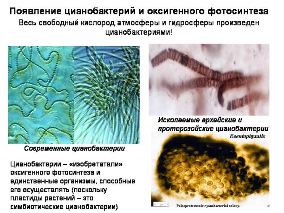 Появление фотосинтеза появление прокариот появление многоклеточных водорослей. Цианобактерии Архей. Появление цианобактерий. Фотосинтезирующие цианобактерии. Фотосинтез цианобактерий.