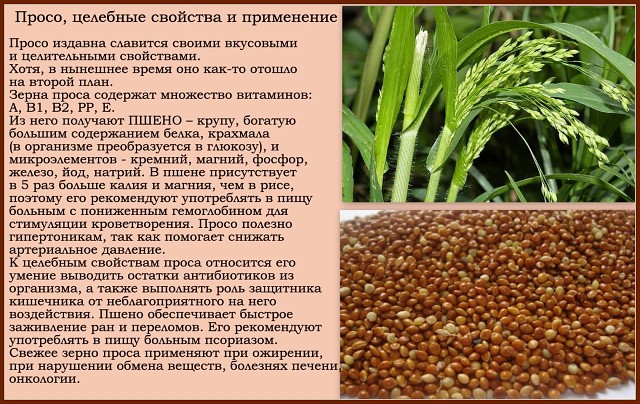 Однолетнее семейство злаков
