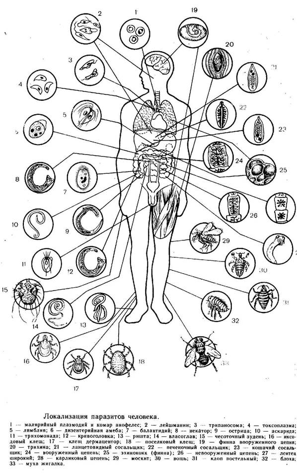 Строение внутренних паразитов