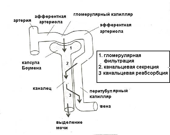 Схема образования мочи по этапам
