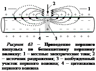 Что такое следовые потенциалы. Смотреть фото Что такое следовые потенциалы. Смотреть картинку Что такое следовые потенциалы. Картинка про Что такое следовые потенциалы. Фото Что такое следовые потенциалы
