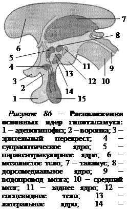 Какой участок мозга поврежден у собаки походка которой изображена на рисунке 1 спинной 2 гипоталамус
