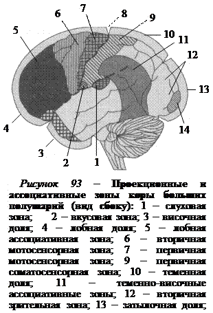 Клмть зпщтщающач слуховую зону коры головного мозга. Кость защищающая слуховую зону коры.