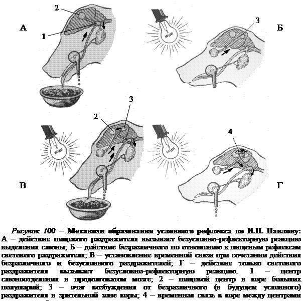 Выработка безусловных рефлексов. Механизм формирования условного рефлекса схема. Механизм образования условного рефлекса схема. Механизм выработки условного рефлекса по Павлову. Механизм образования условного рефлекса по и.п Павлову.