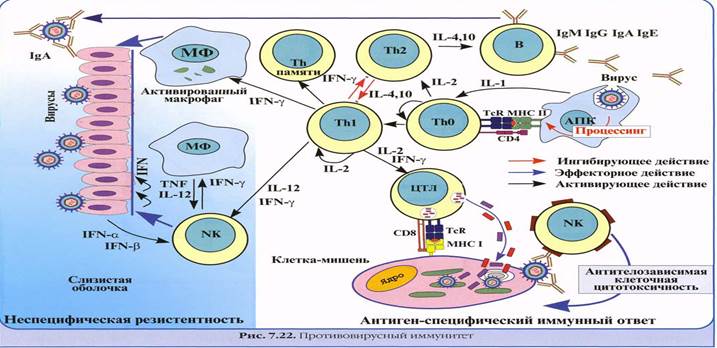 Особенности иммунного ответа