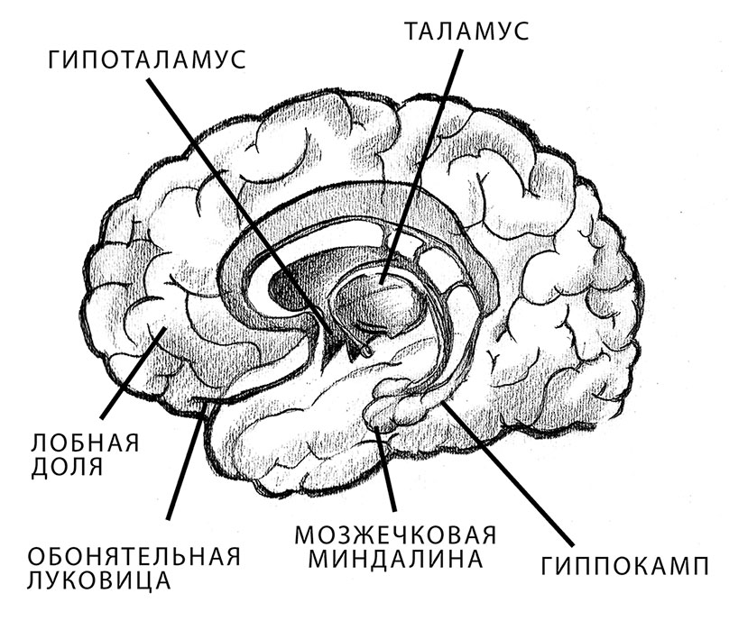 Лимбическая система рисунок