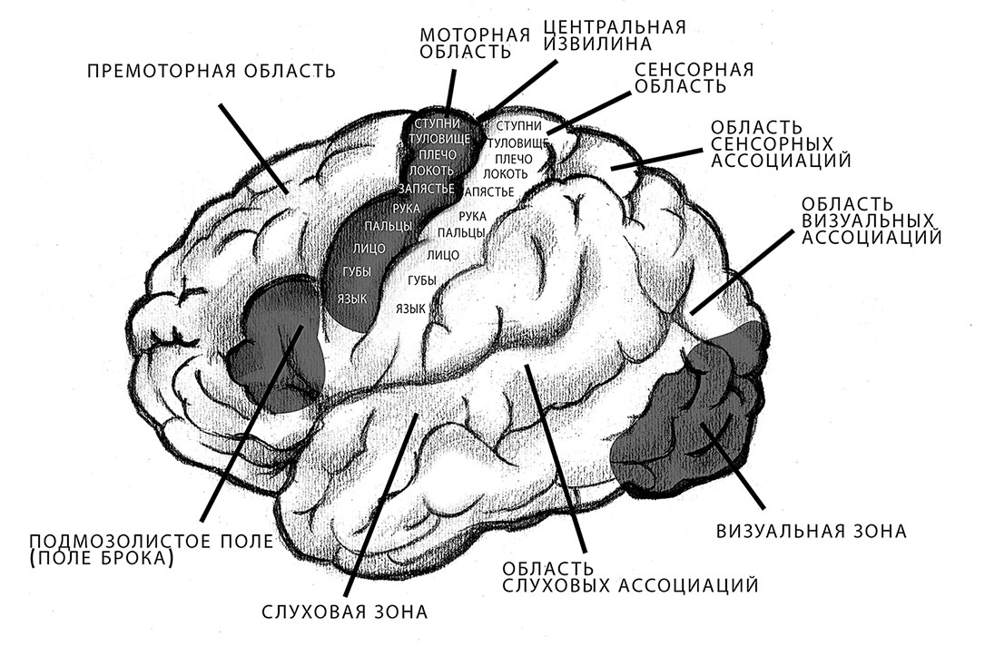 Доли мозга рисунок с надписями